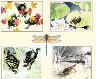 Carroll Studio Prints
