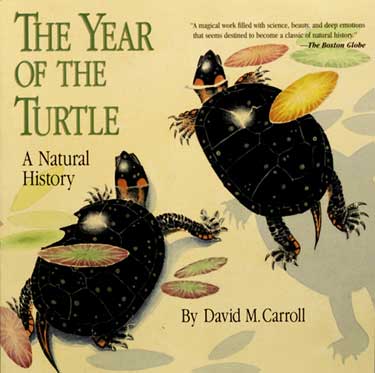 The Year of the Turtle